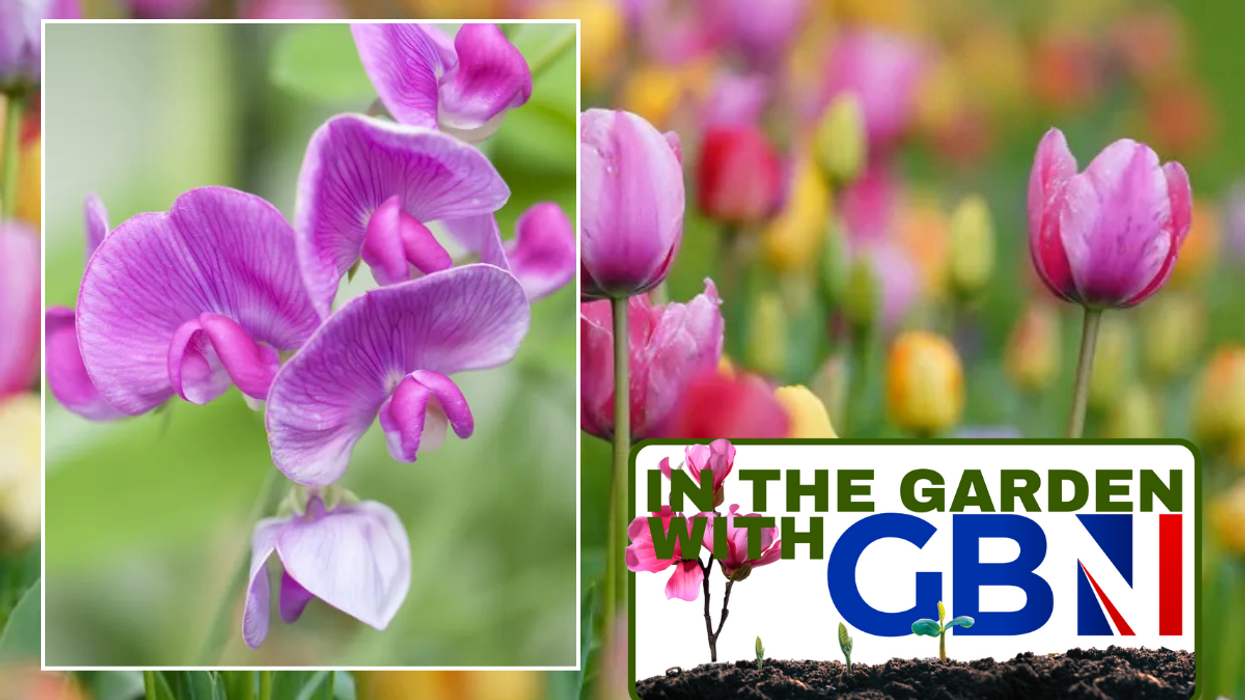 Sweet peas / Tulips