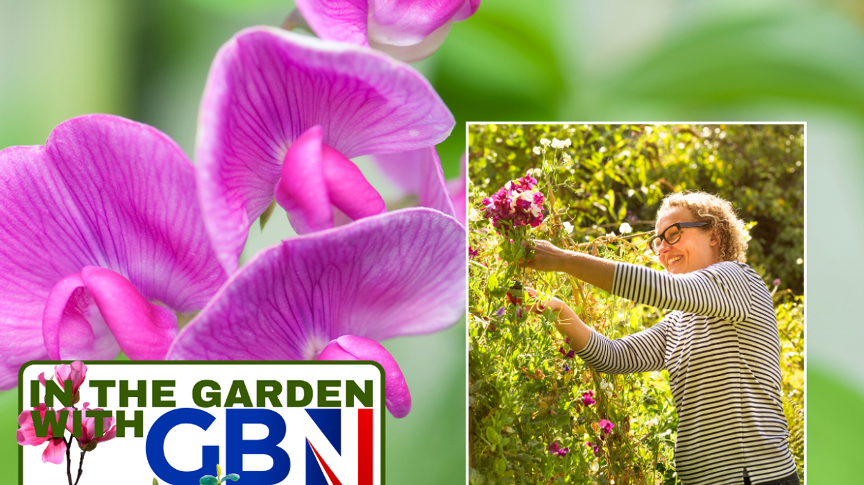 Sweet peas / woman cutting flowers