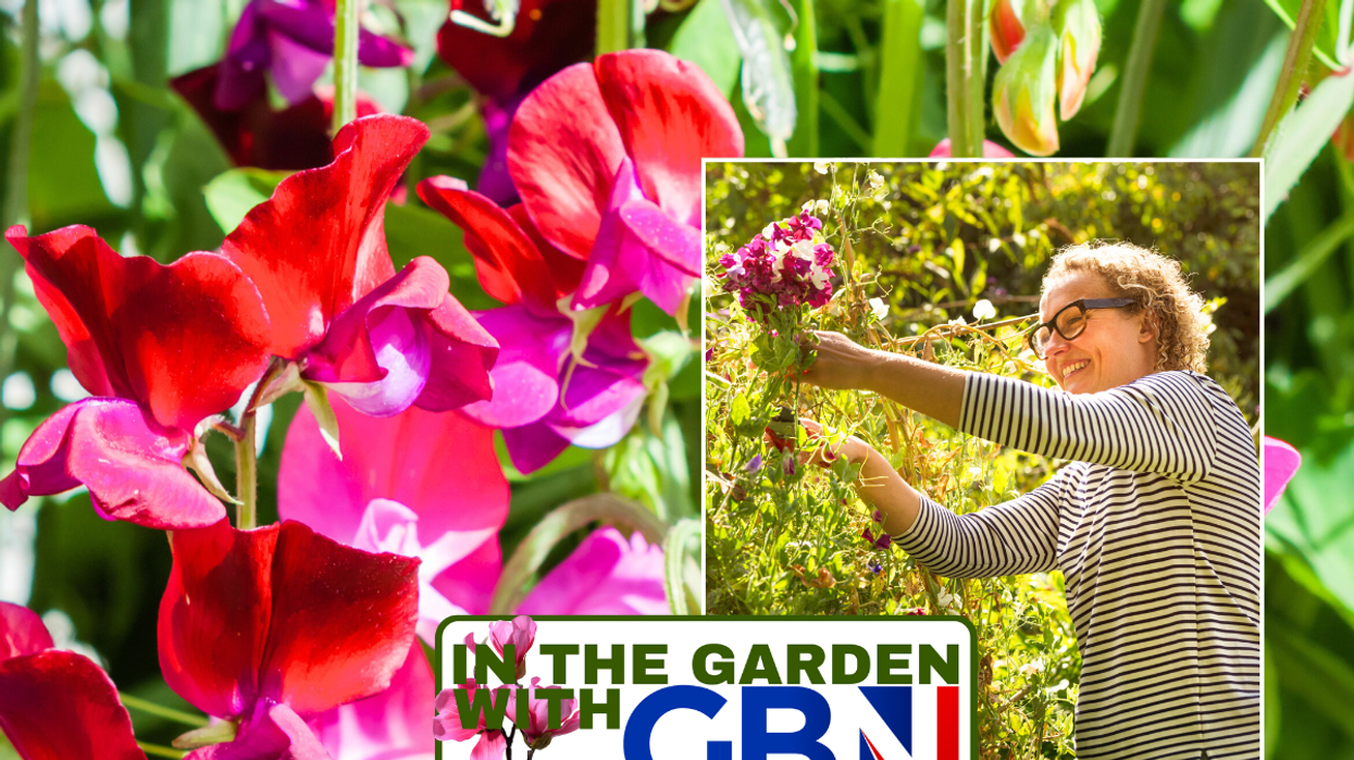 Sweet peas / woman cutting sweet peas