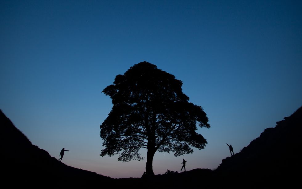 Sycamore Gap at night