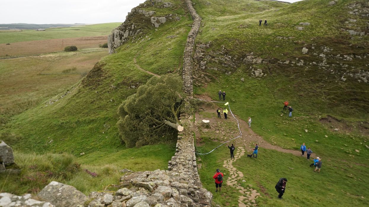 Sycamore Gap cut down