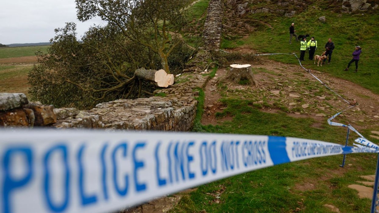 Sycamore Gap tree after being cut down