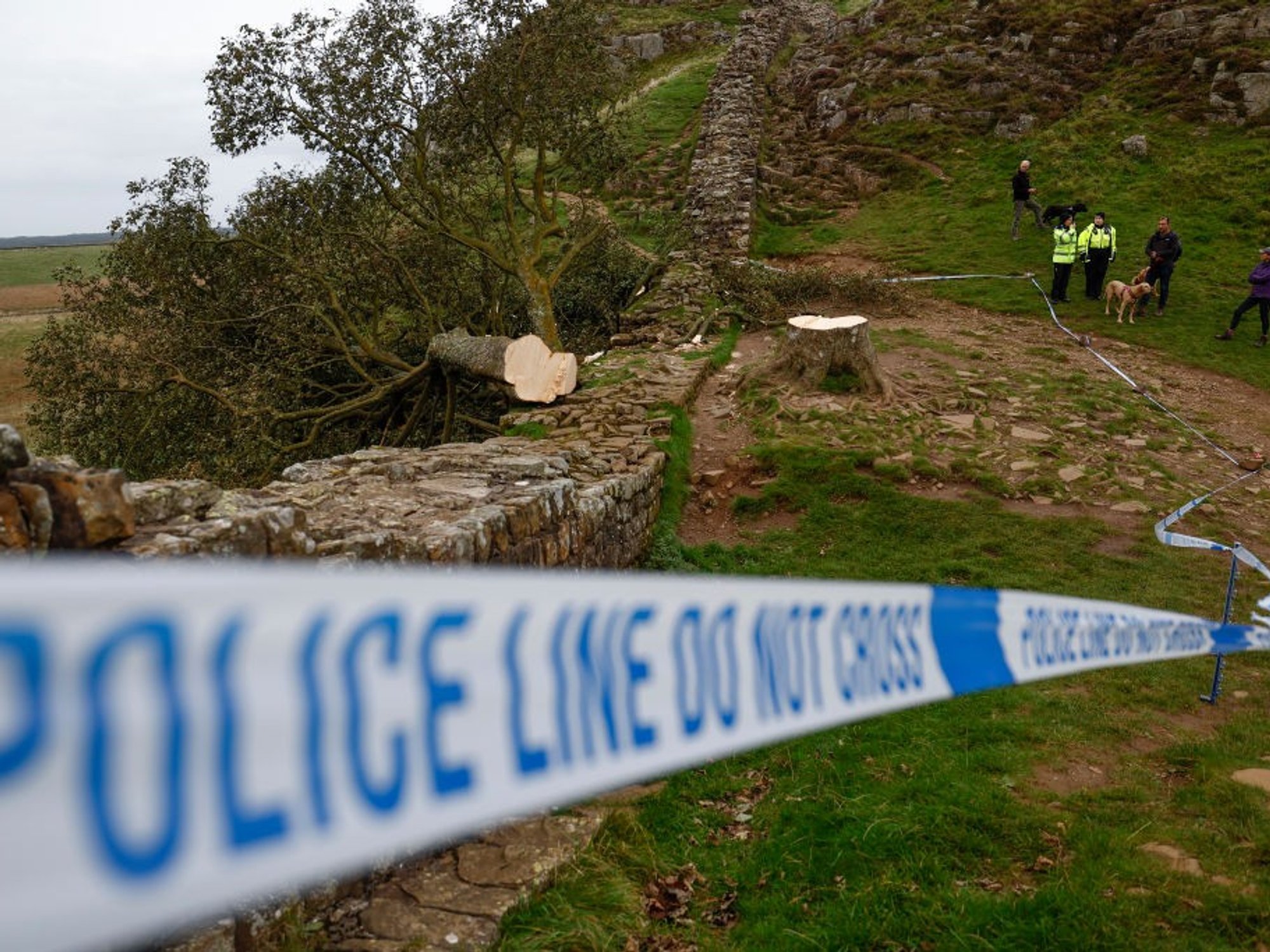 Sycamore Gap tree after being cut down
