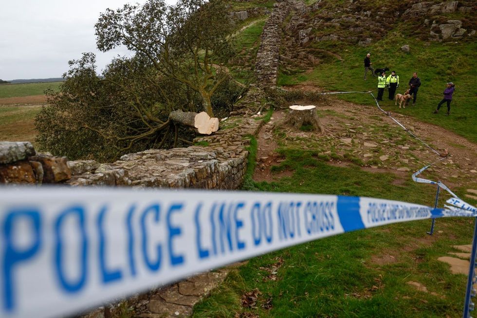 Sycamore Gap tree after being cut down