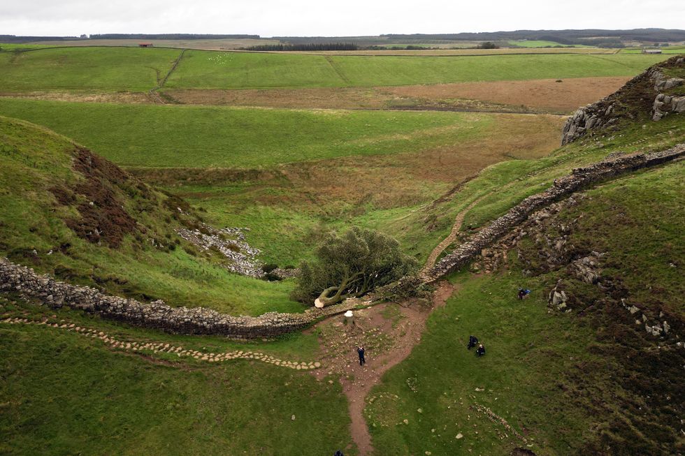 Sycamore gap tree felled