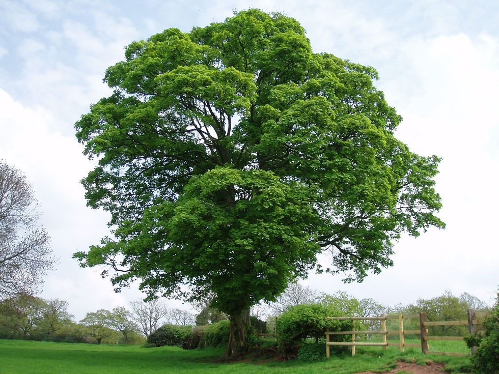 Sycamore tree