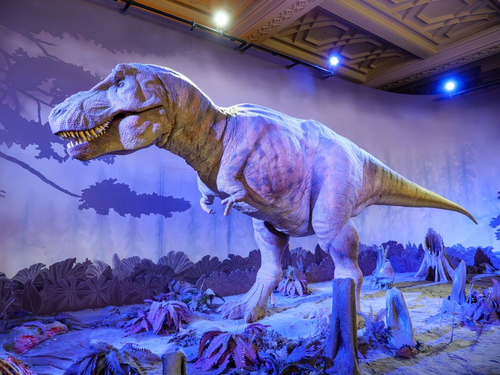 T. rex in natural history museum