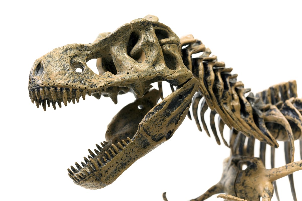T-Rex skeleton
