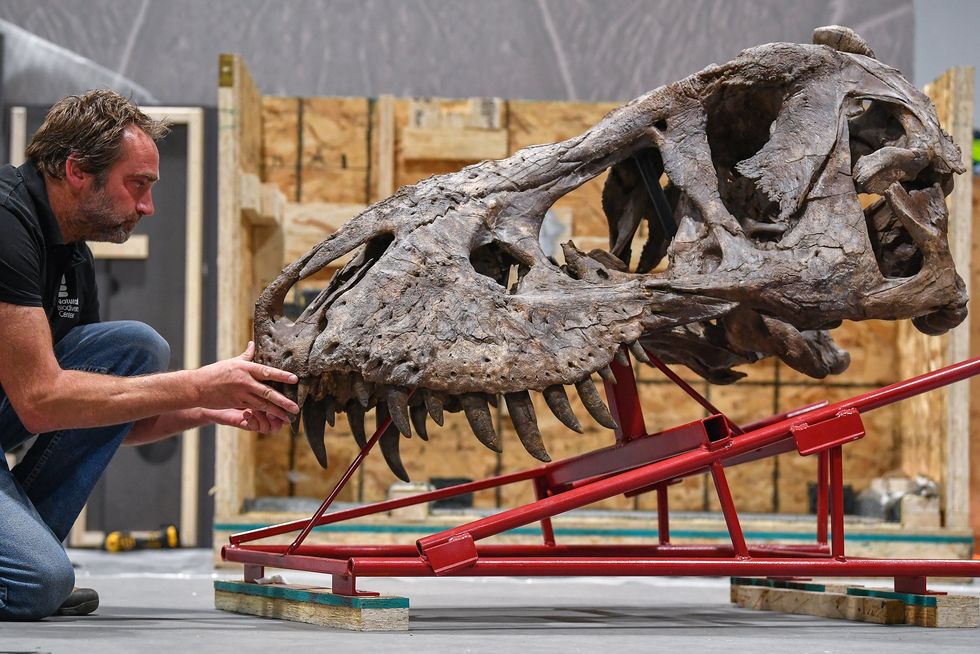 T. rex skull
