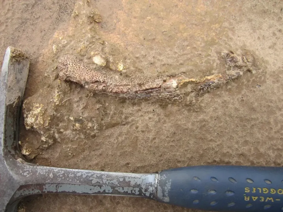 Tankya jaw discovered