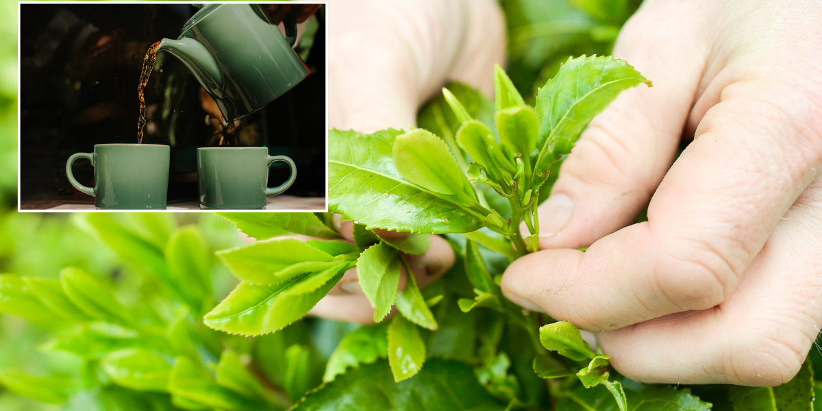 NextImg:France wants to EXPORT tea to Britain after rediscovering their love for a cuppa