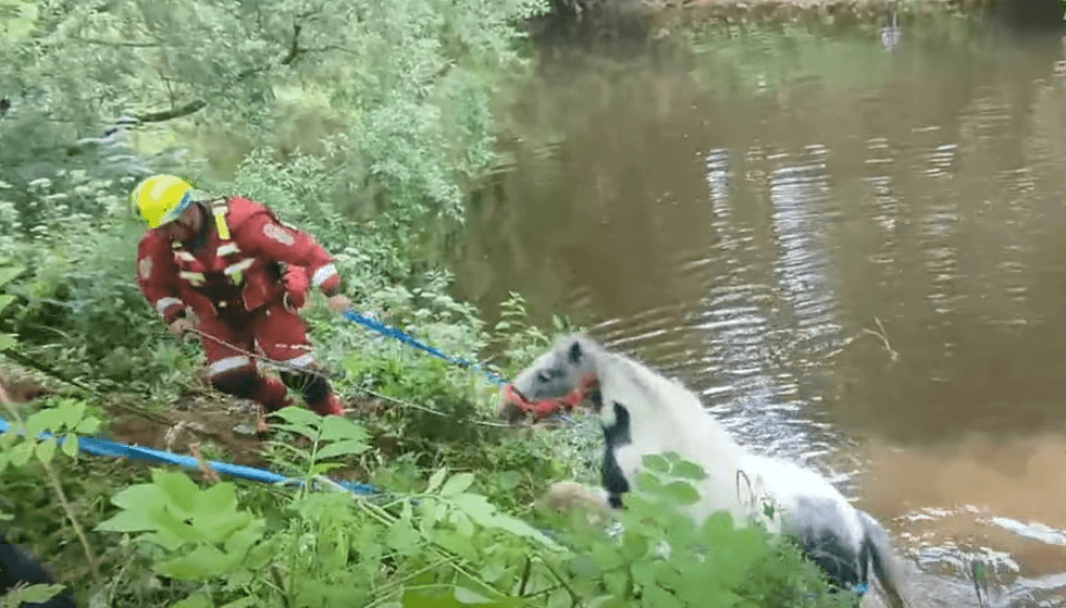 team of specialist water rescuers pull the horse out of the river