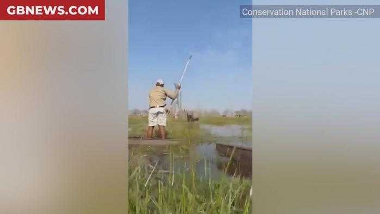 British tourists trampled by elephant in Botswana as huge beast flips boat in crocodile-filled river