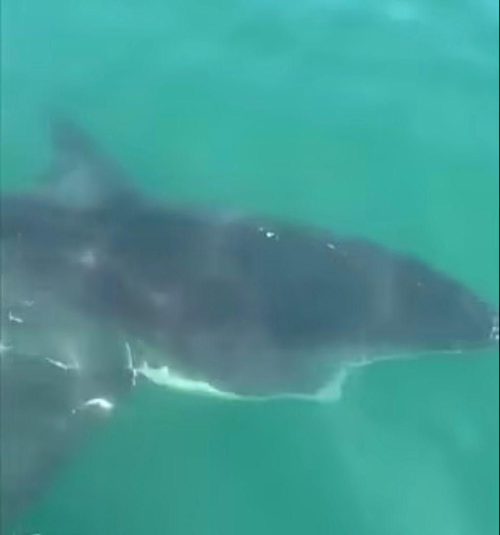 The 12-foot shark was spotted near Townsends Inlet, New Jersey.