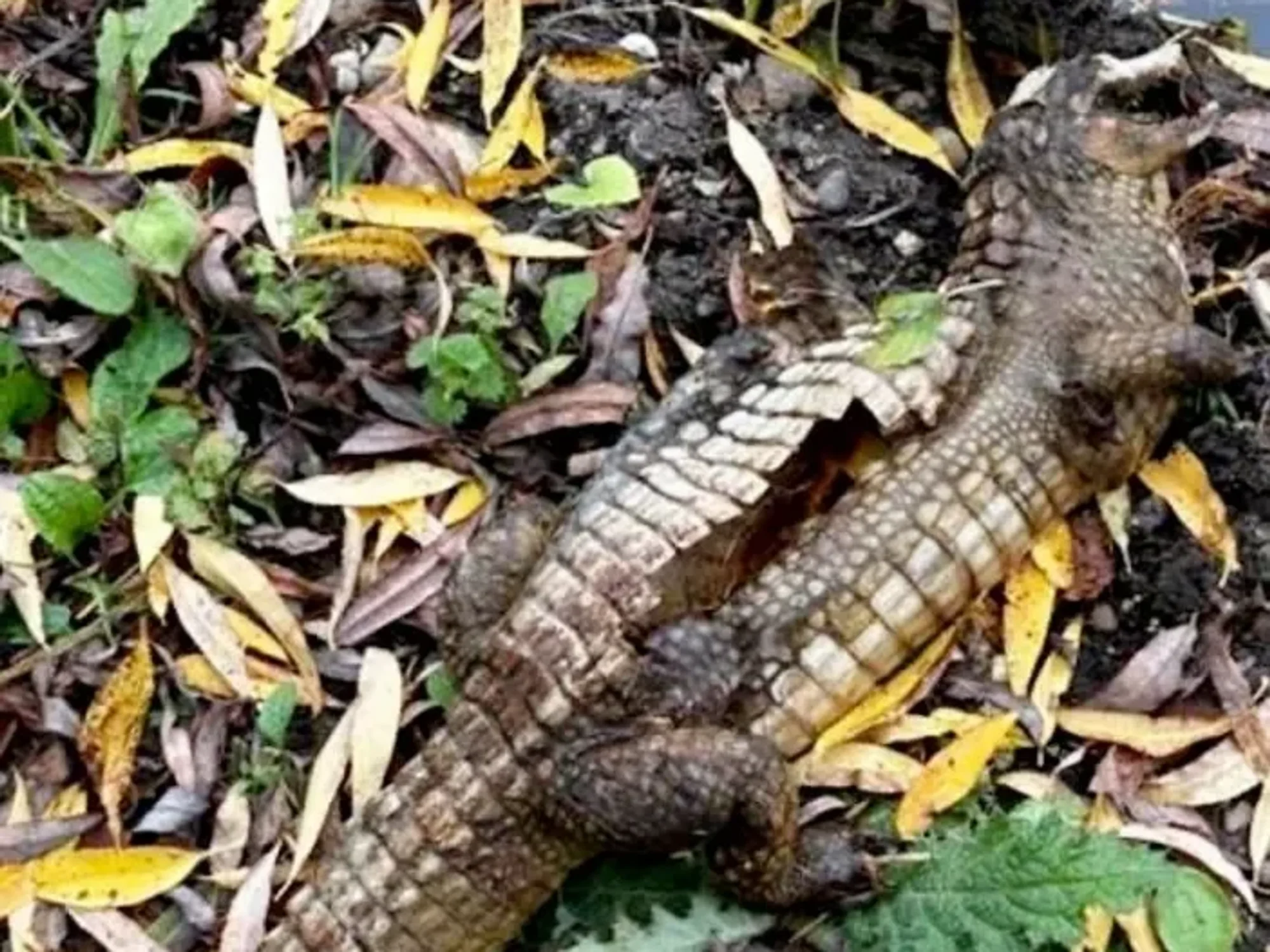 The 3ft crocodile was discovered in Derbyshire