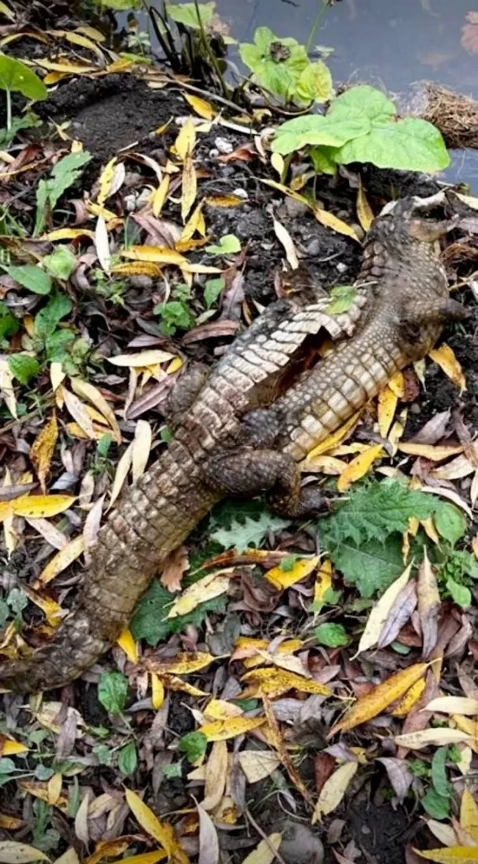The 3ft crocodile was discovered in Derbyshire