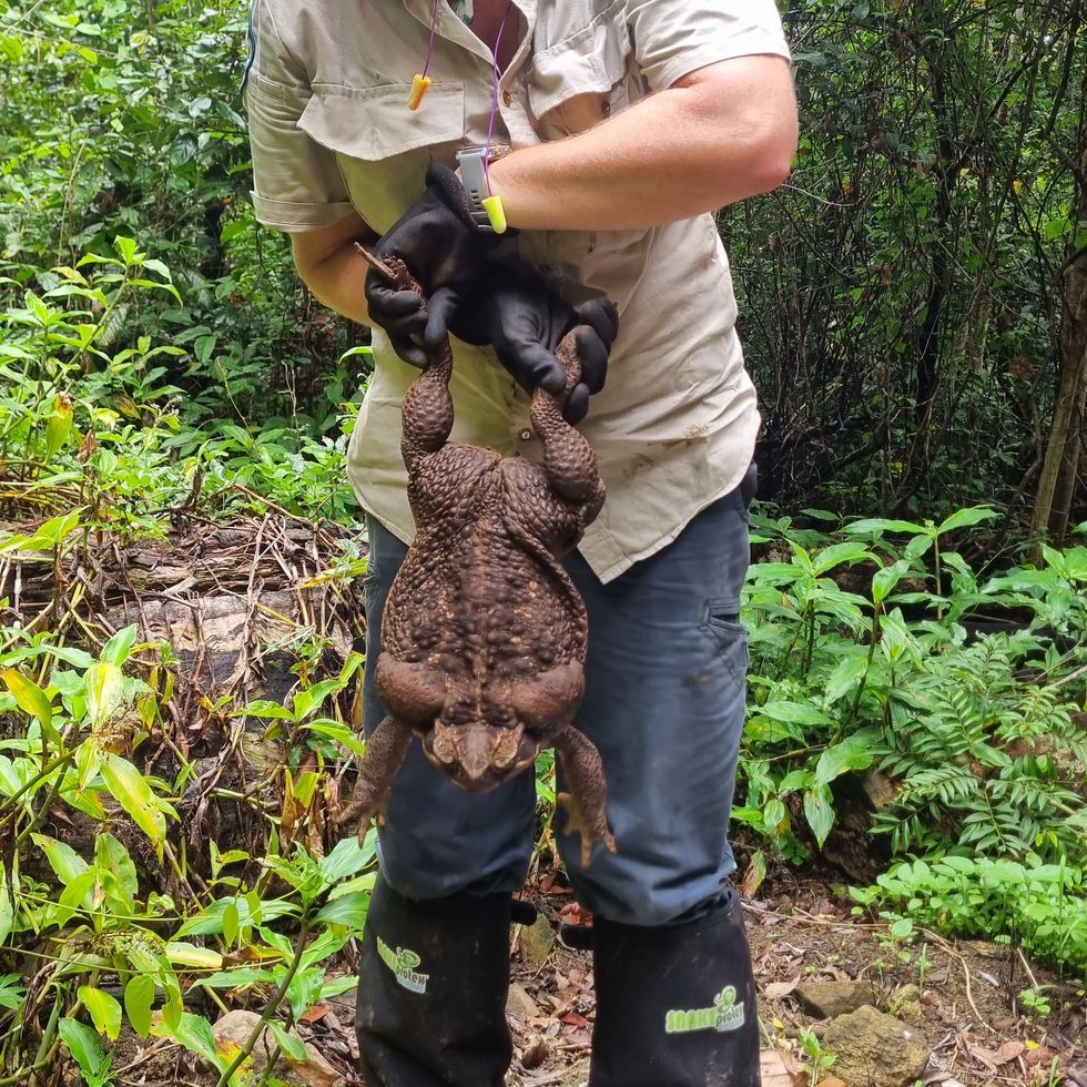 The animal dubbed 'Toadzilla' could beat a world record for its huge size