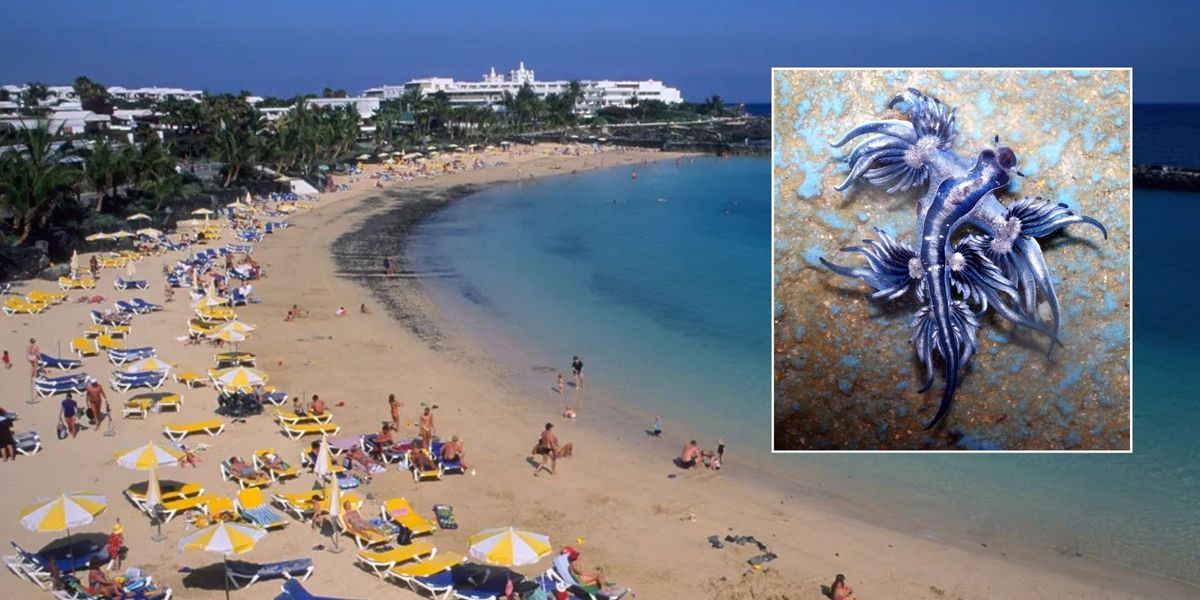 NextImg:Another stretch of Spanish coast closed after invasion of venomous sea creatures with fatal sting