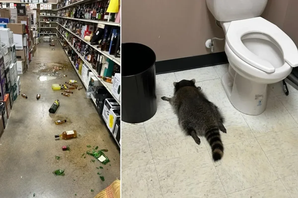 The animal was found drunk as a skunk in the store's bathroom