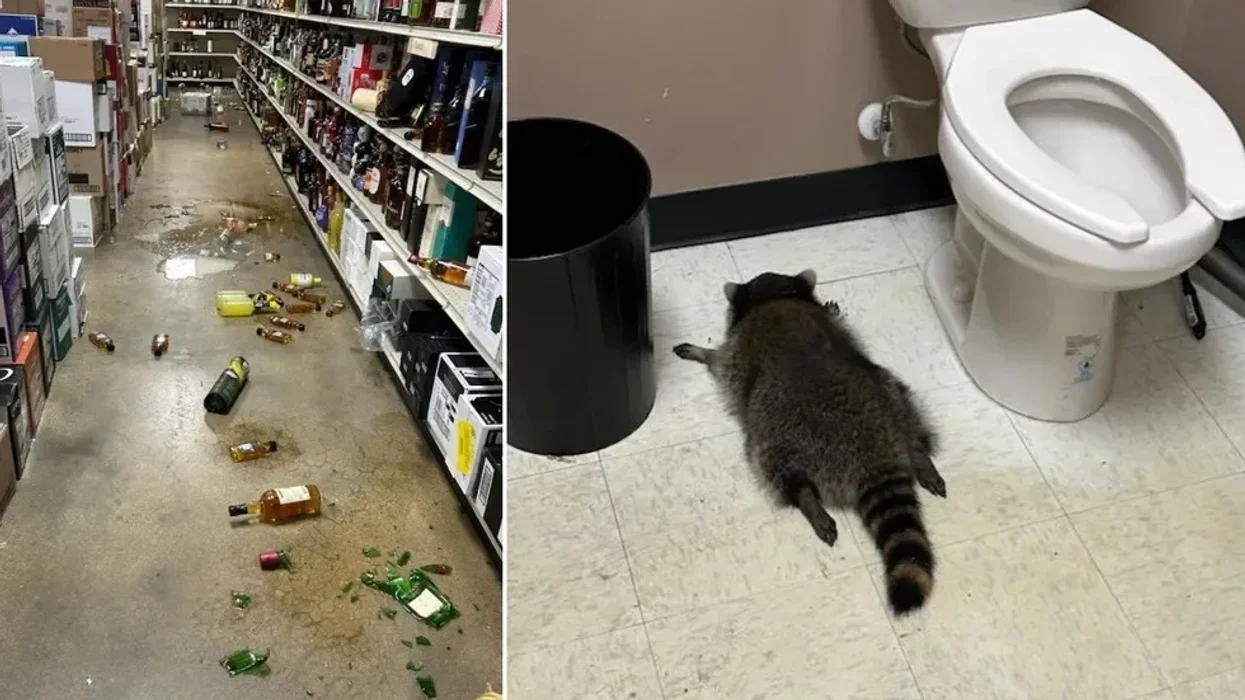 The animal was found drunk as a skunk in the store's bathroom