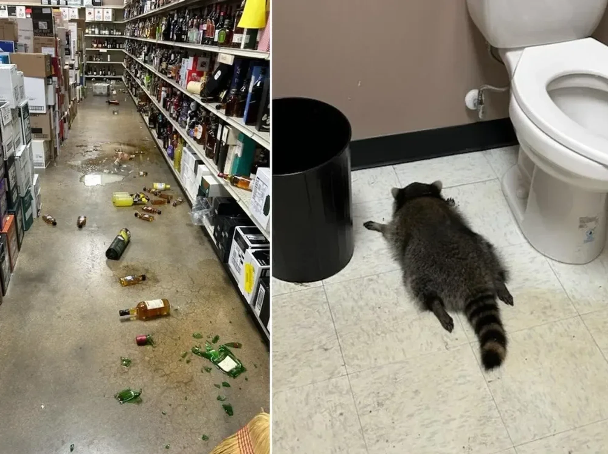 The animal was found drunk as a skunk in the store's bathroom