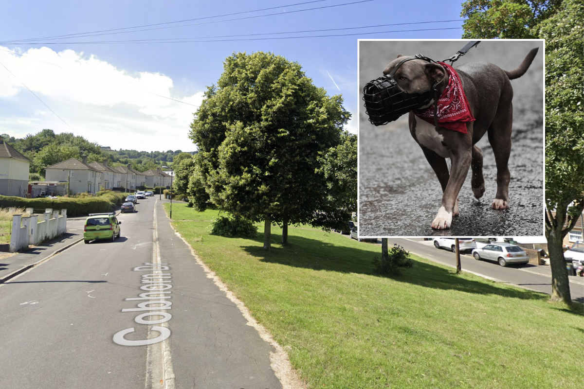 The attack took place in Bristol (file pic)