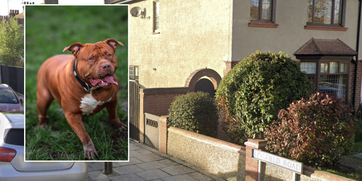 NextImg:XL Bully dog attack horrifically mauls dad in vicious attack with 'chunks of flesh left on the floor'