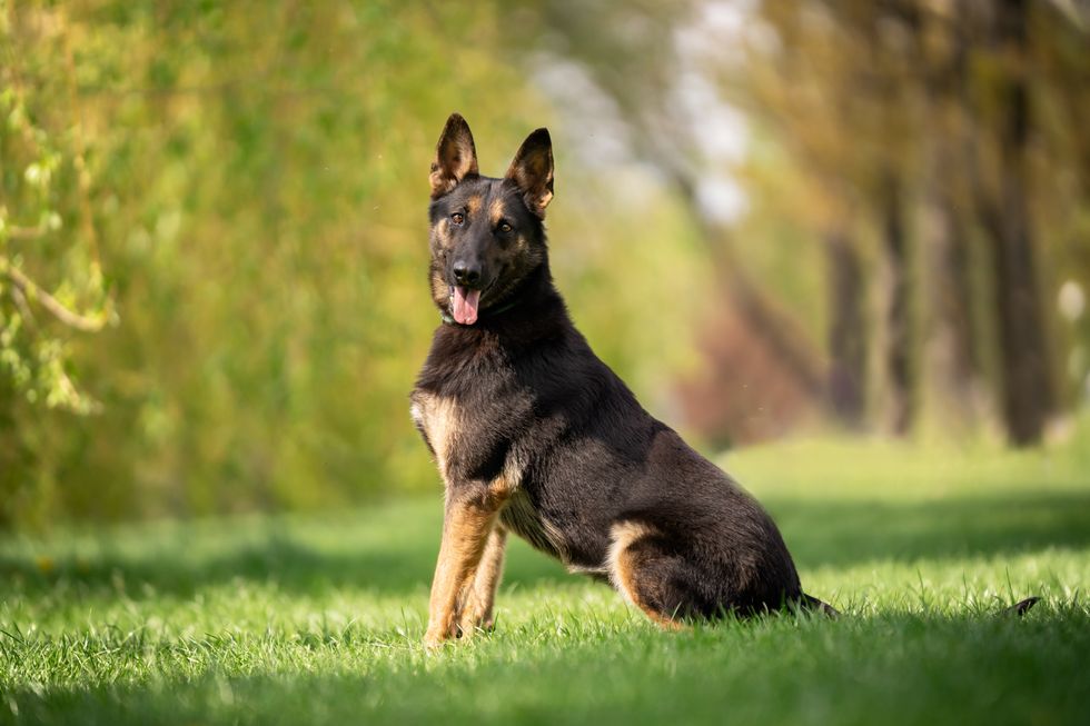 The Belgian Shepherd Dog (malinois) sits sideways on the grass in the park and looks into the lens