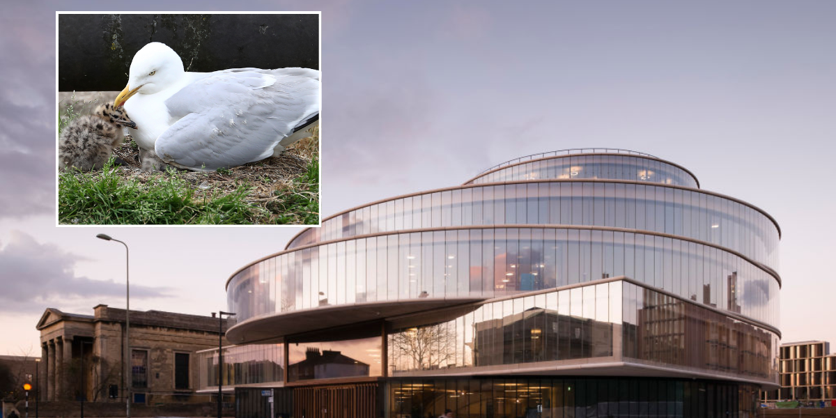 NextImg:Oxford University building forced to close because of SEAGULL attacks