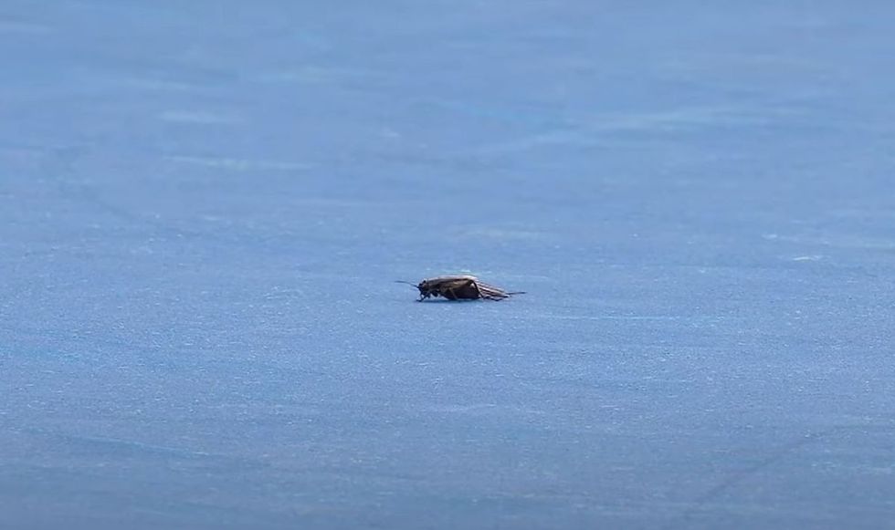 The bug stopped play for around a minute