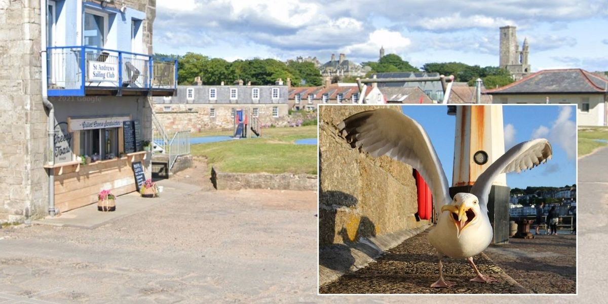 NextImg:Sandwich shop launches £1 'seagull insurance' to offer free replacement if 'super aggressive' birds steal your food