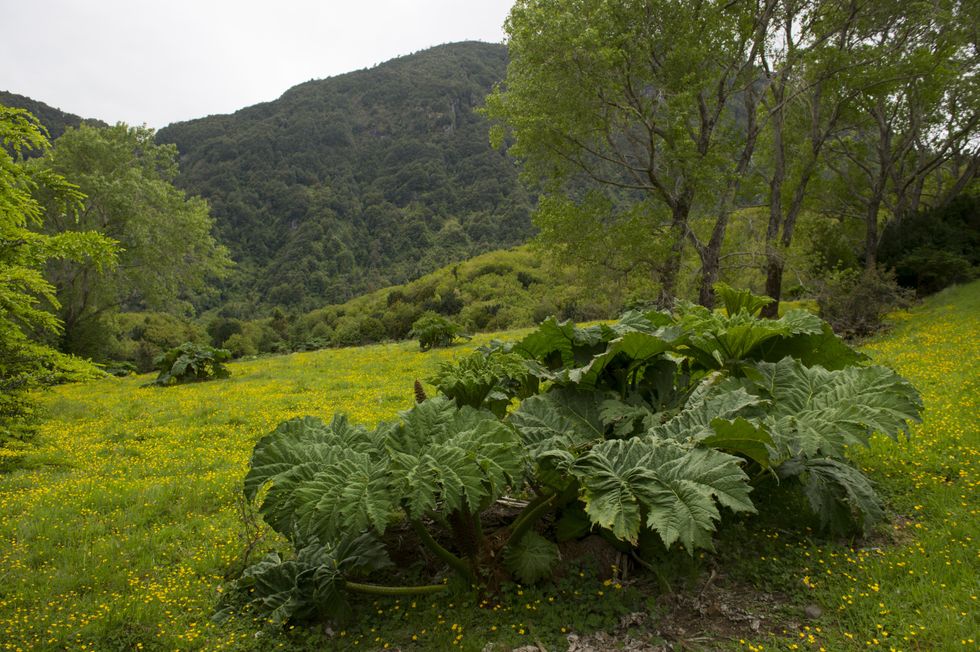 The Chilean rhubarb in the forest in Aiken del Sur Private Park near Puerto Chacabuco