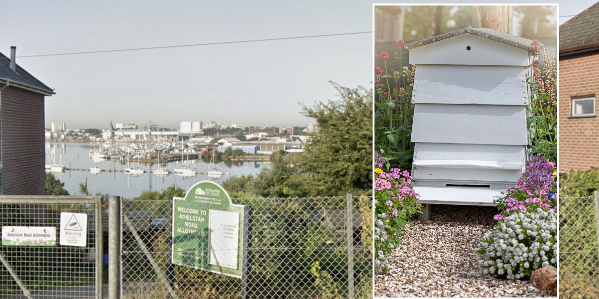 NextImg:Eco row erupts as allotment owners threatened with eviction by 'wildlife loving' council unless they remove beehives