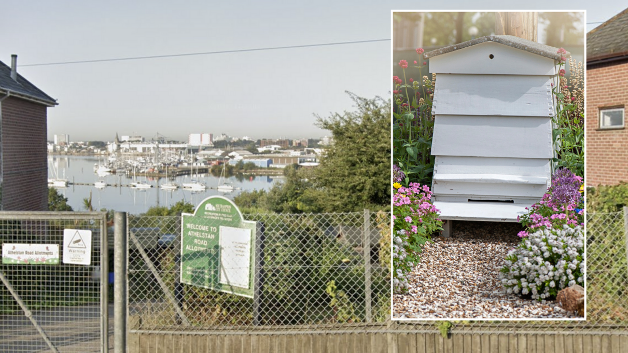 The couple have been told to remove the hives from the site (file pic)