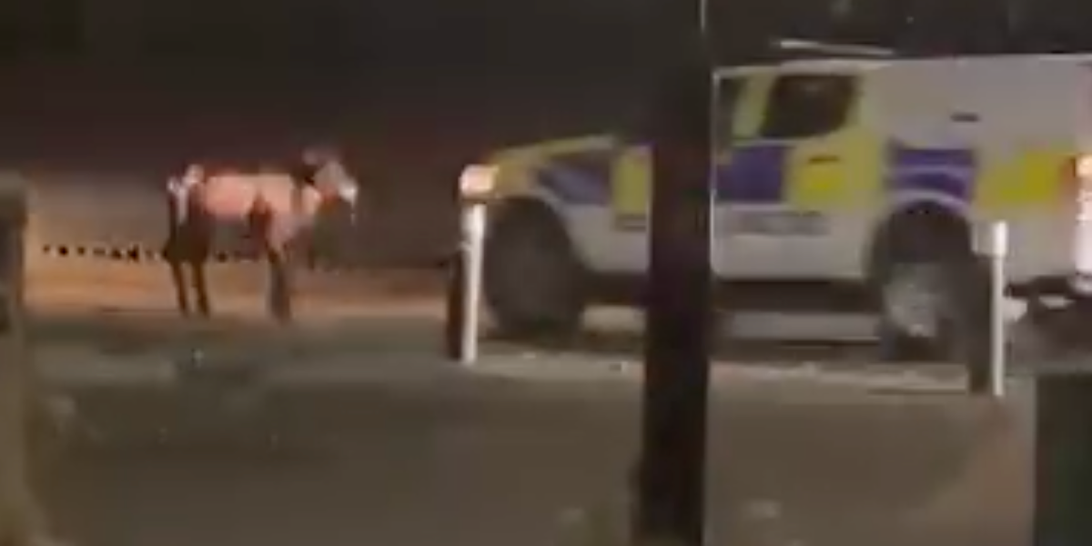 NextImg:Police decision to ram cow with car branded 'probably right' by Farmer's Union