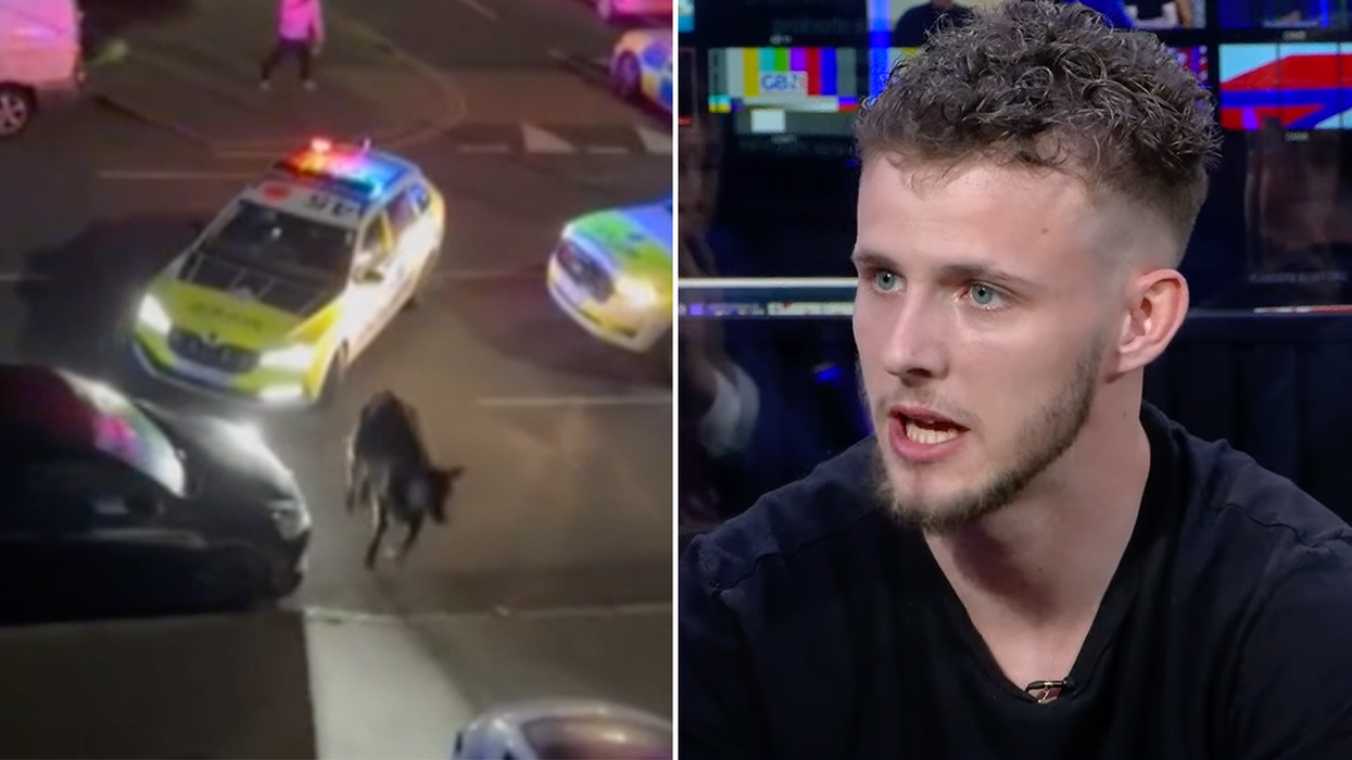The cow gets up after being struck and Kai Bennett