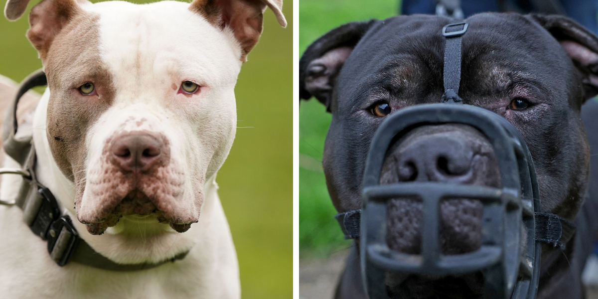 NextImg:XL Bully owners caught 'hiding' their unregistered dogs could be jailed and pooches 'destroyed'
