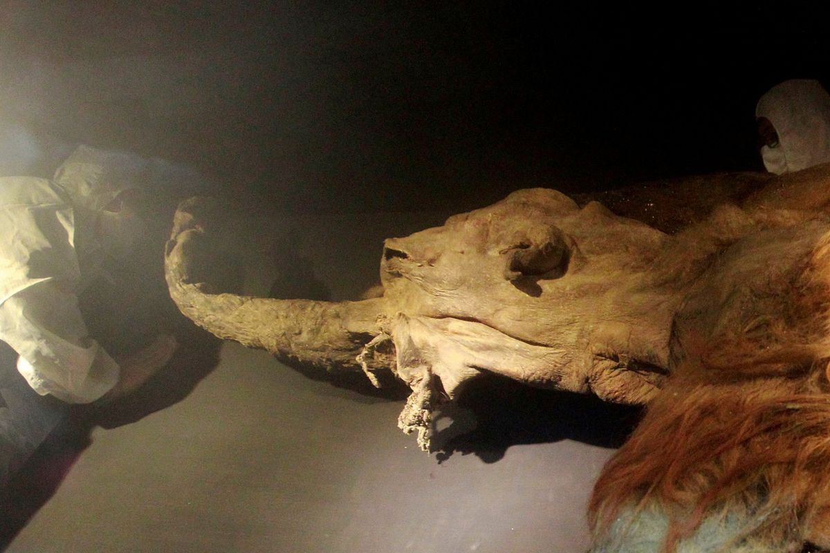 The discovery has garnered global interest