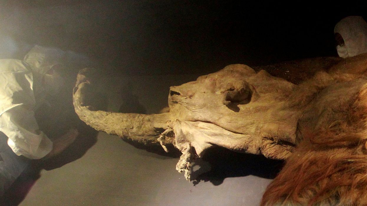 The discovery has garnered global interest