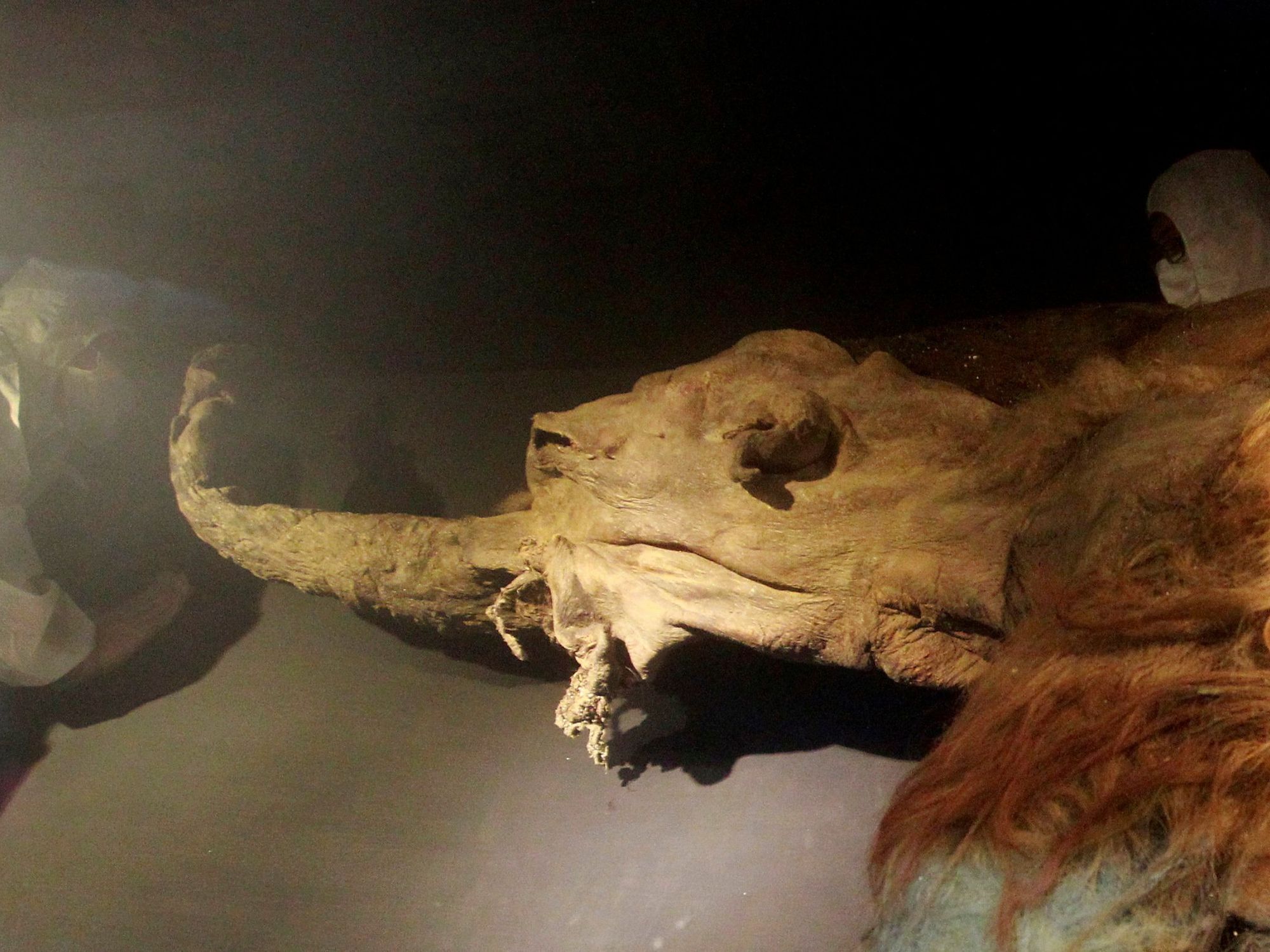 The discovery has garnered global interest