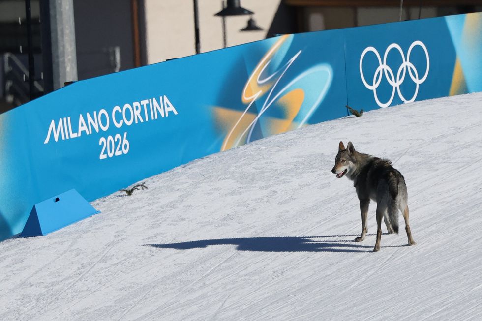 The dog had ran away from home before interrupting the Winter Olympics