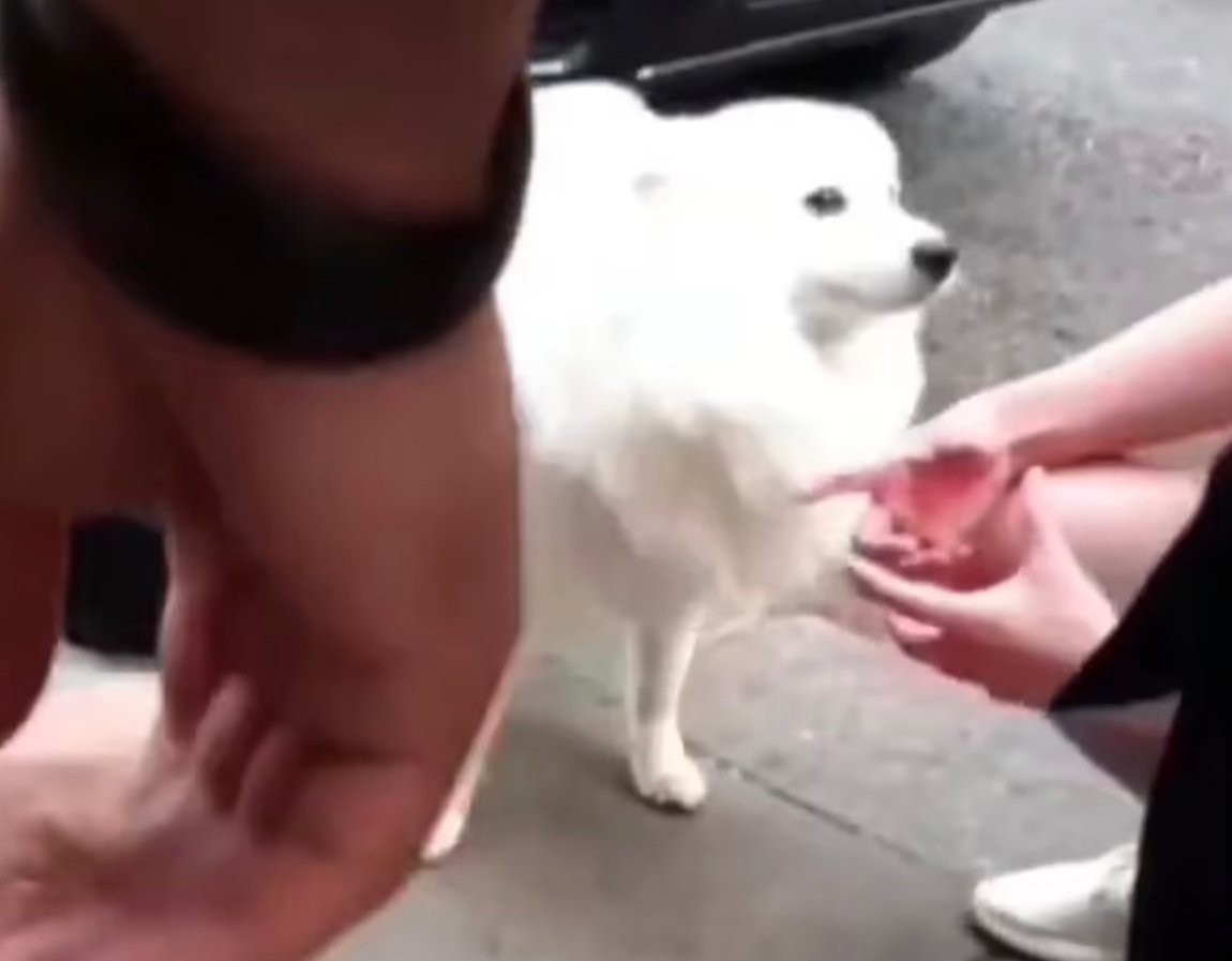 The dog in question was soon freed by police officers.