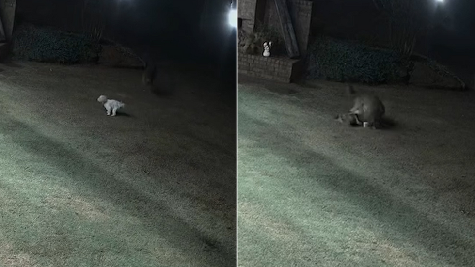 The dog is saved by a coyote attack