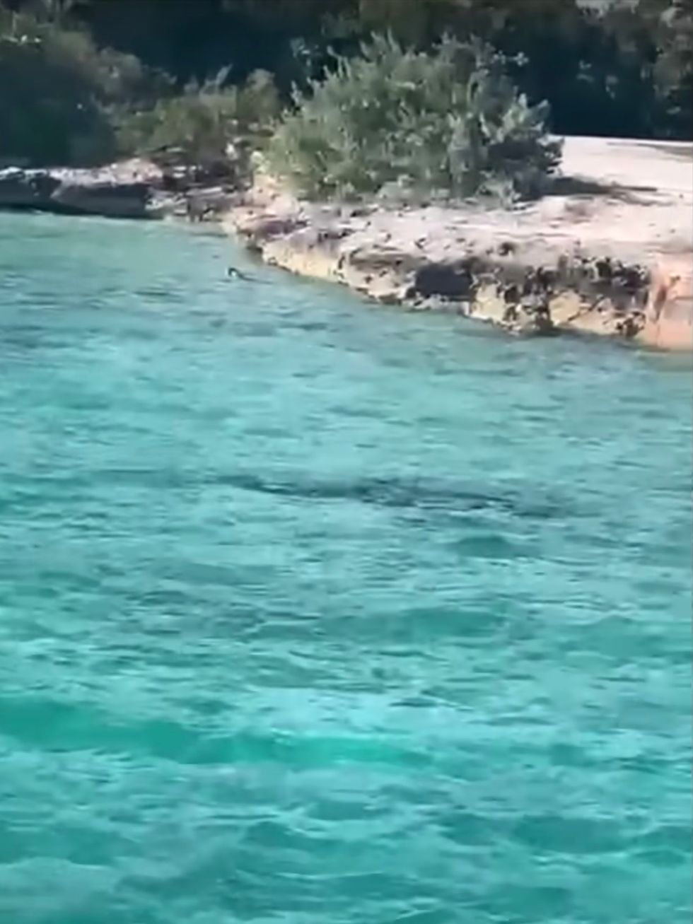 The dog's incredible encounter with a hammerhead shark was captured on film by an unsuspecting tourist