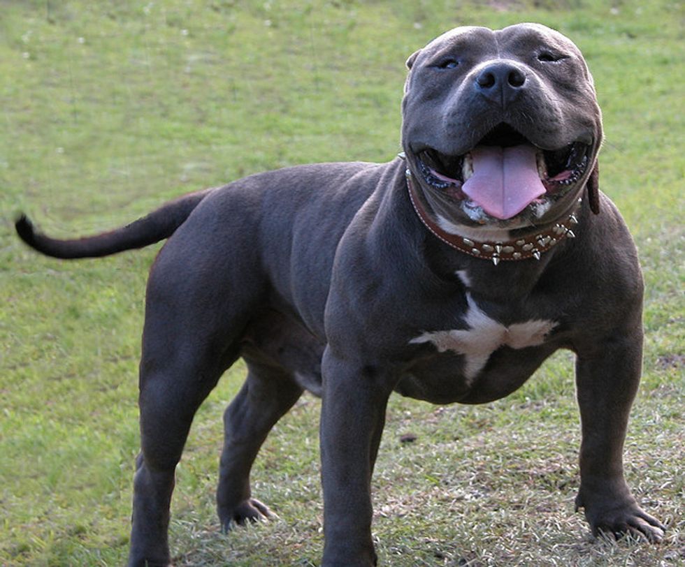 The dogs are understood to be American Bully XLs \u2013 not pictured