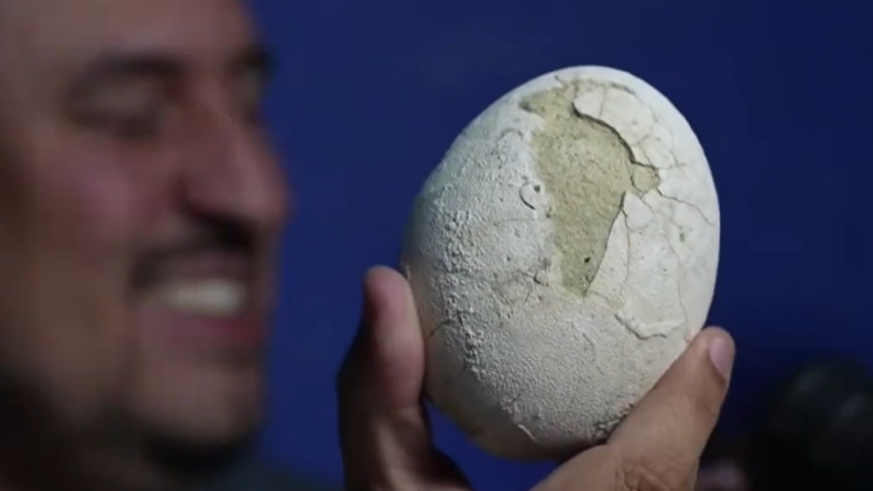 The egg