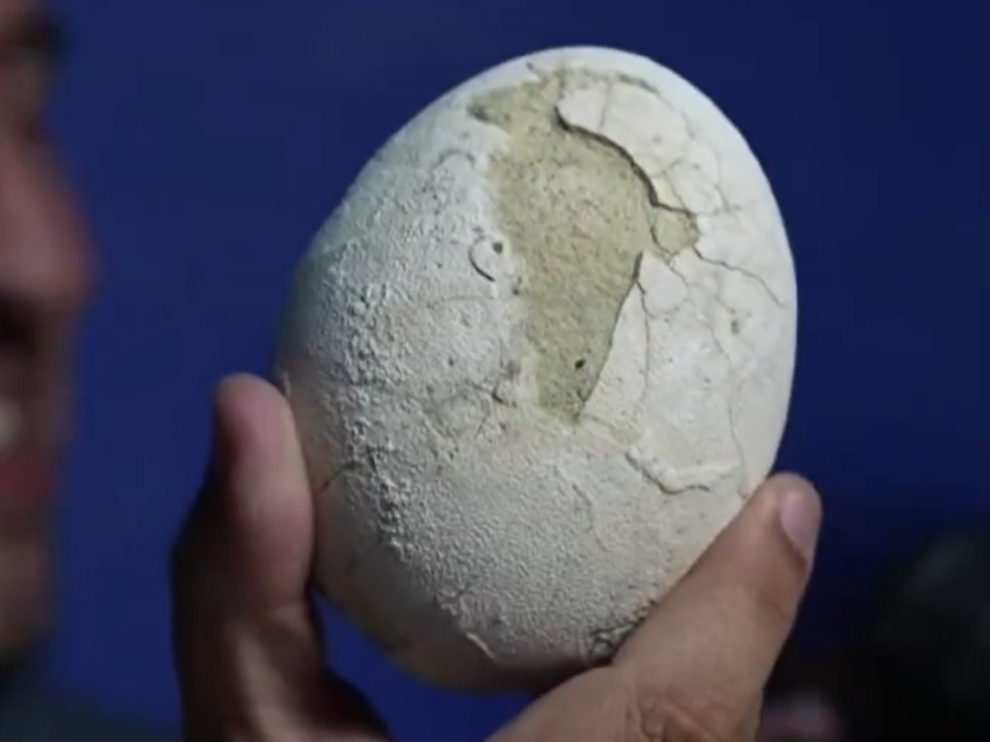 The egg