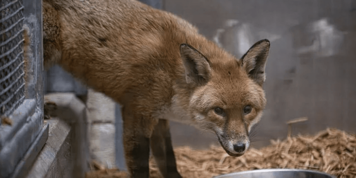 British fox makes 3,000-mile journey to New York after sneaking into cargo ship British fox makes 3,000-mile journey to New York after sneaking into cargo ship