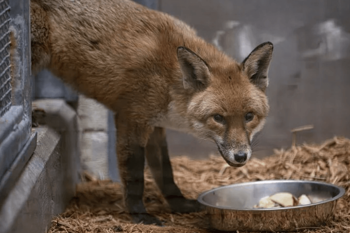 The fox made the transatlantic voyage