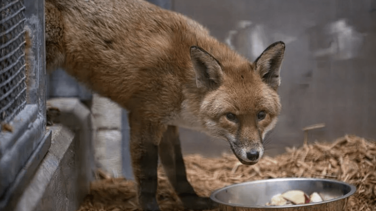 The fox made the transatlantic voyage